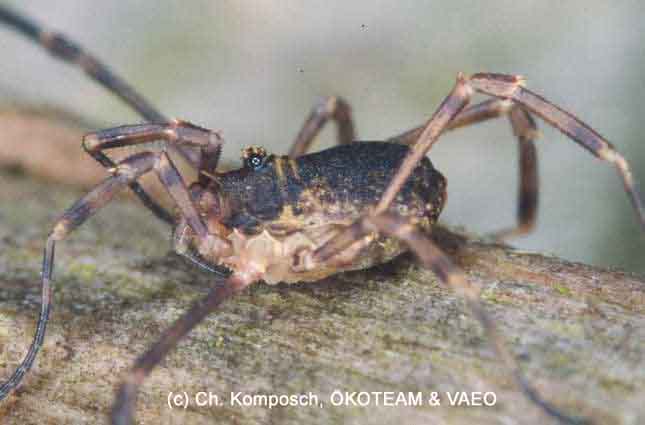 Opiliones da Europa centrale